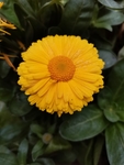 金盏菊