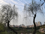 柳树