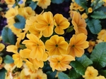 报春花