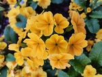报春花