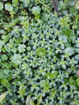 绿色植物