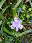 鸢尾花卉