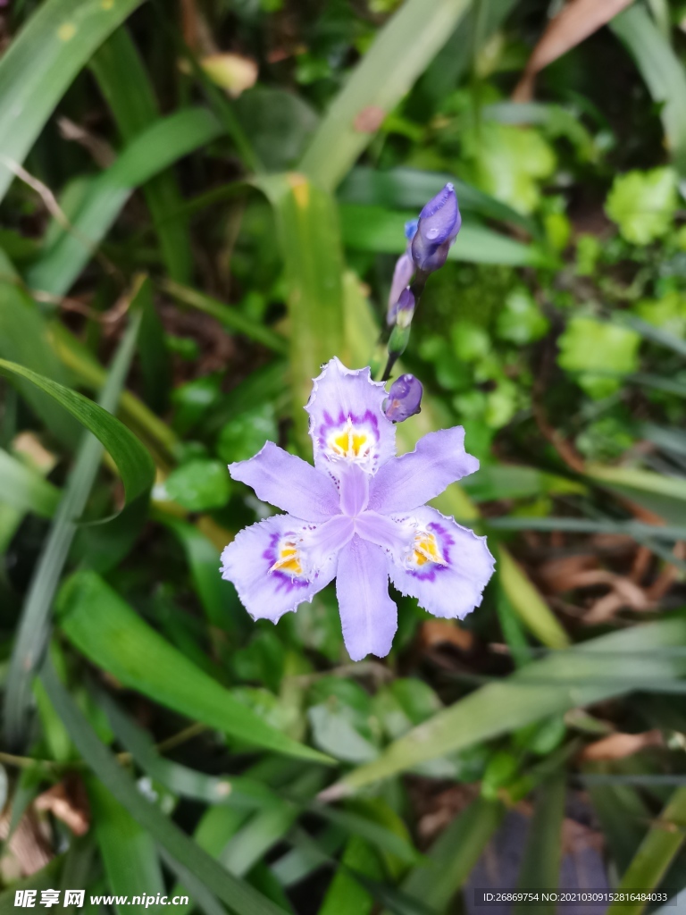 鸢尾花卉
