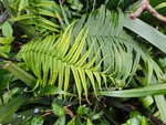 蕨类植物
