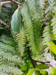 蕨类植物