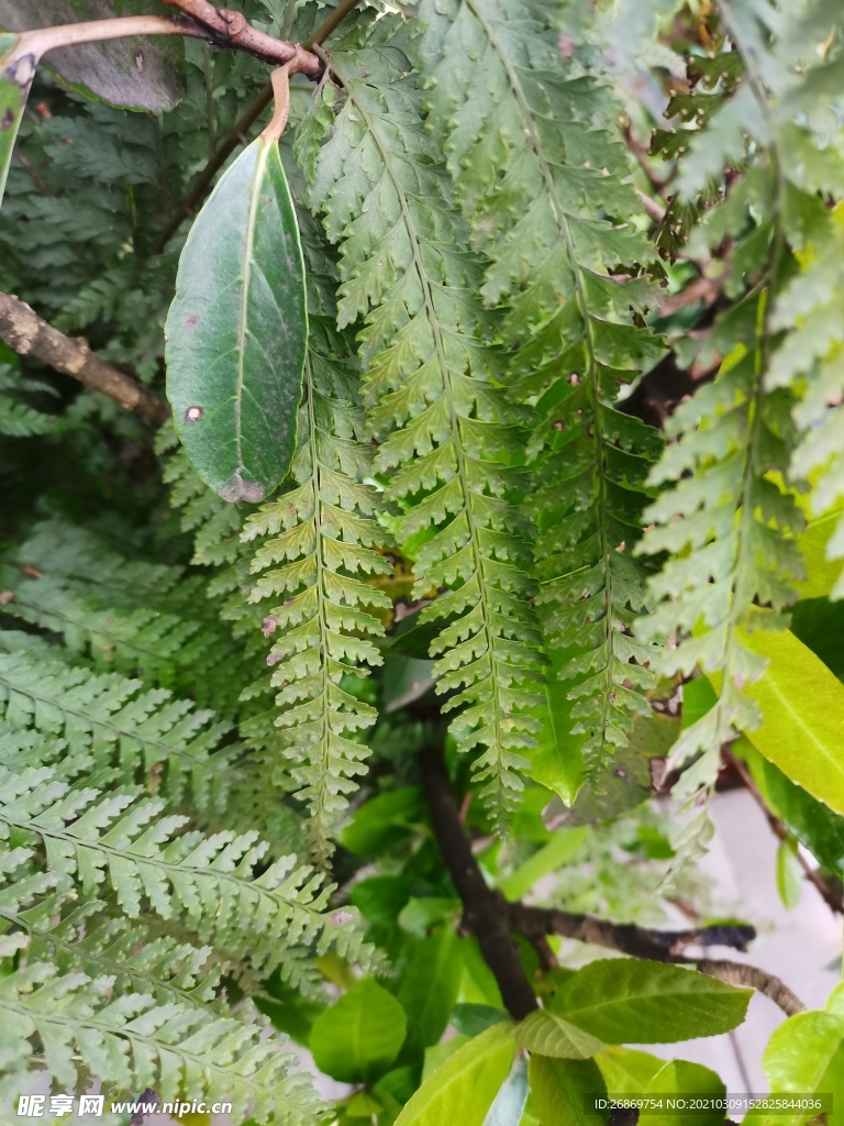 蕨类植物