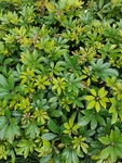 鹅掌柴