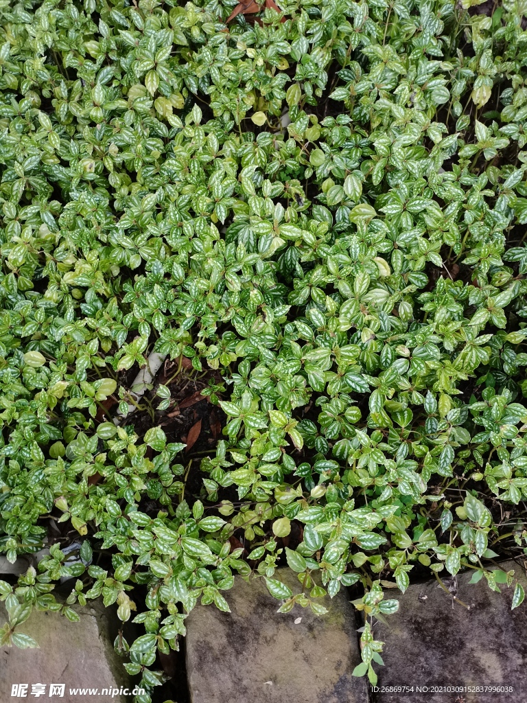 绿植草木