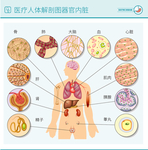 医疗人体解剖图器官内脏骨骼肌