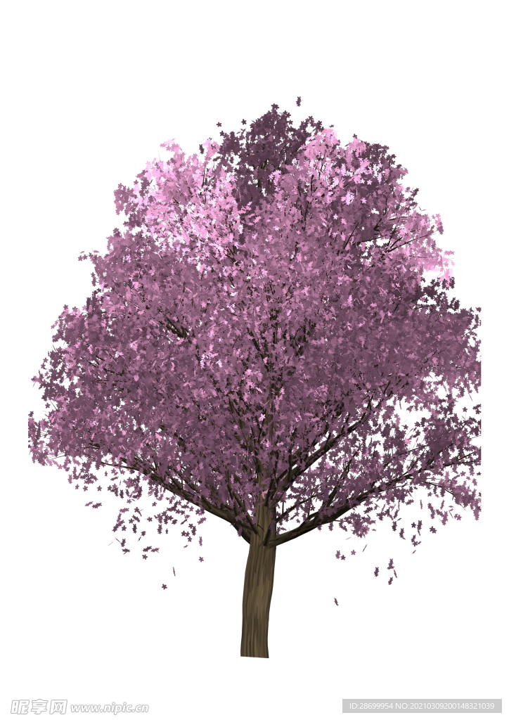 樱花树