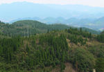 山   树林