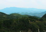 山  树林