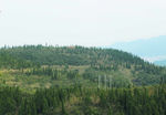 山   树林