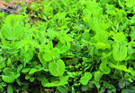 蔬菜   豌豆苗    火锅菜
