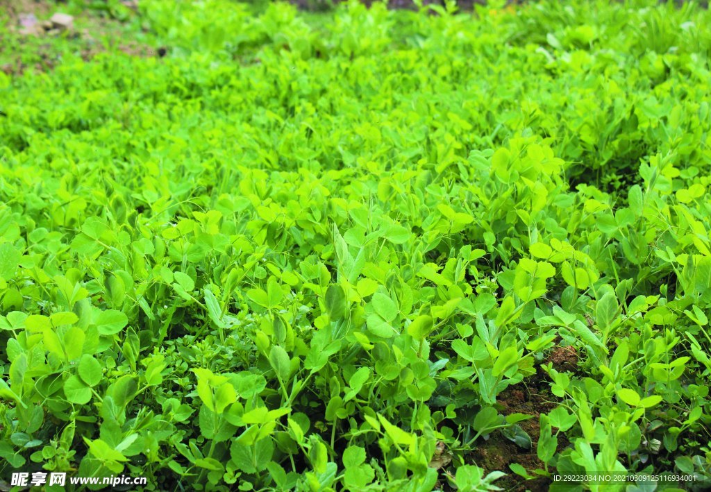 蔬菜   豌豆苗