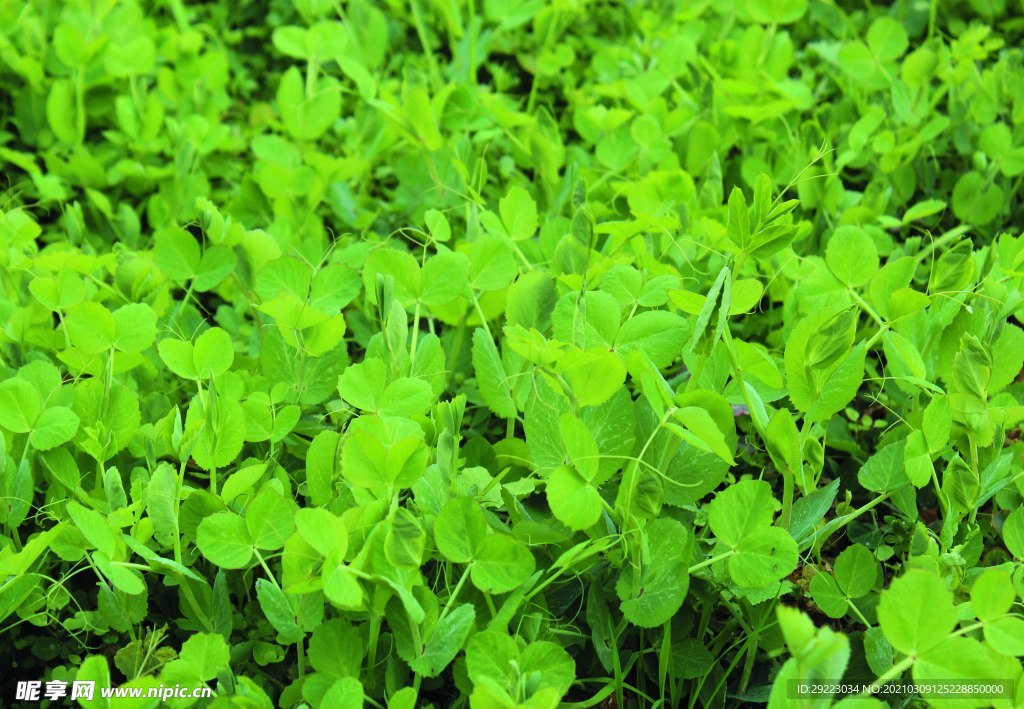 蔬菜   豌豆苗