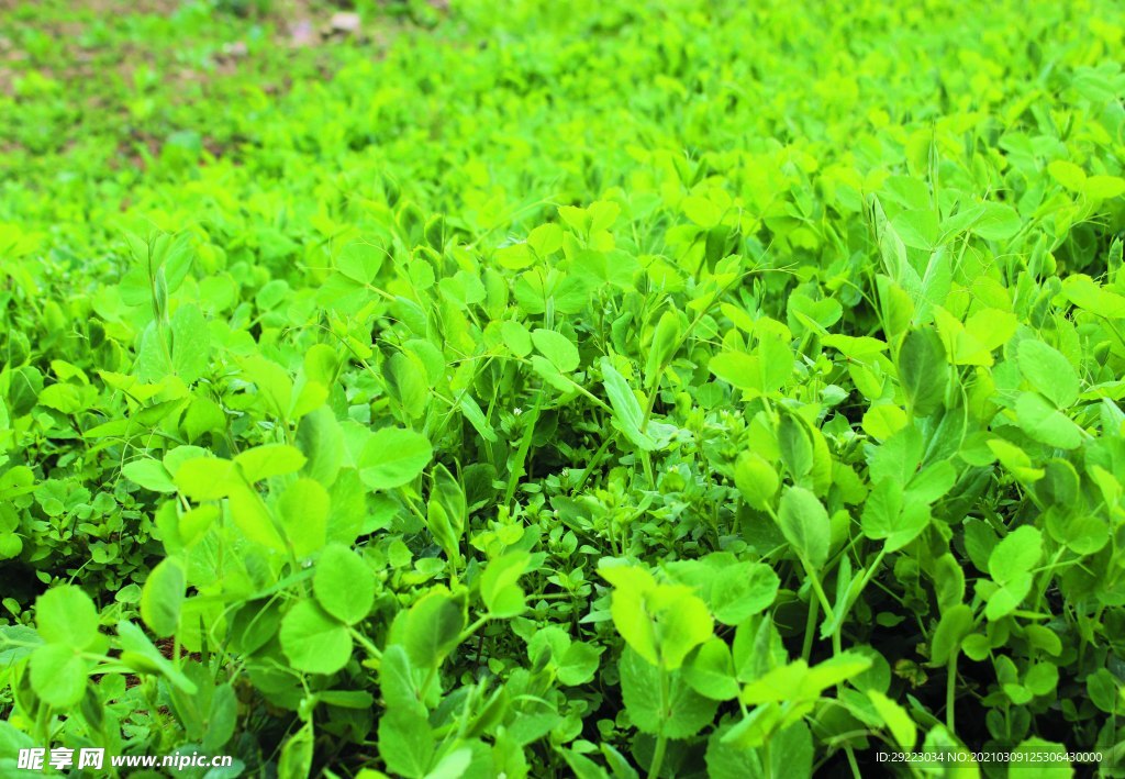 蔬菜   豌豆苗