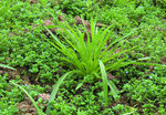 蔬菜   冲菜