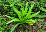 蔬菜   冲菜