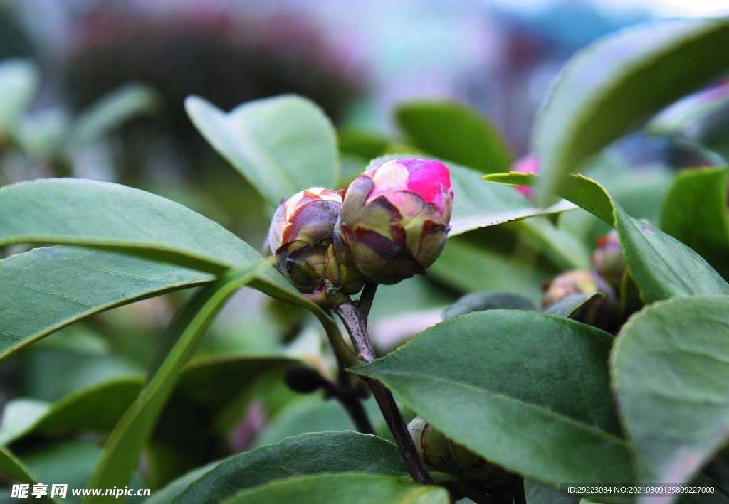 花苞    茶花