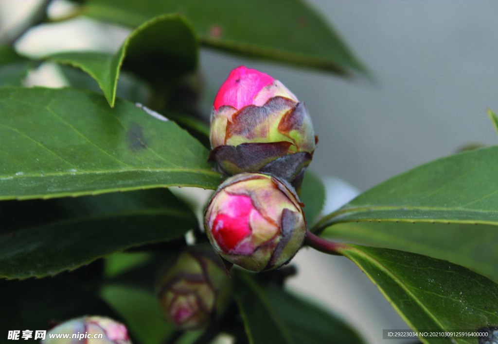 花苞    茶花