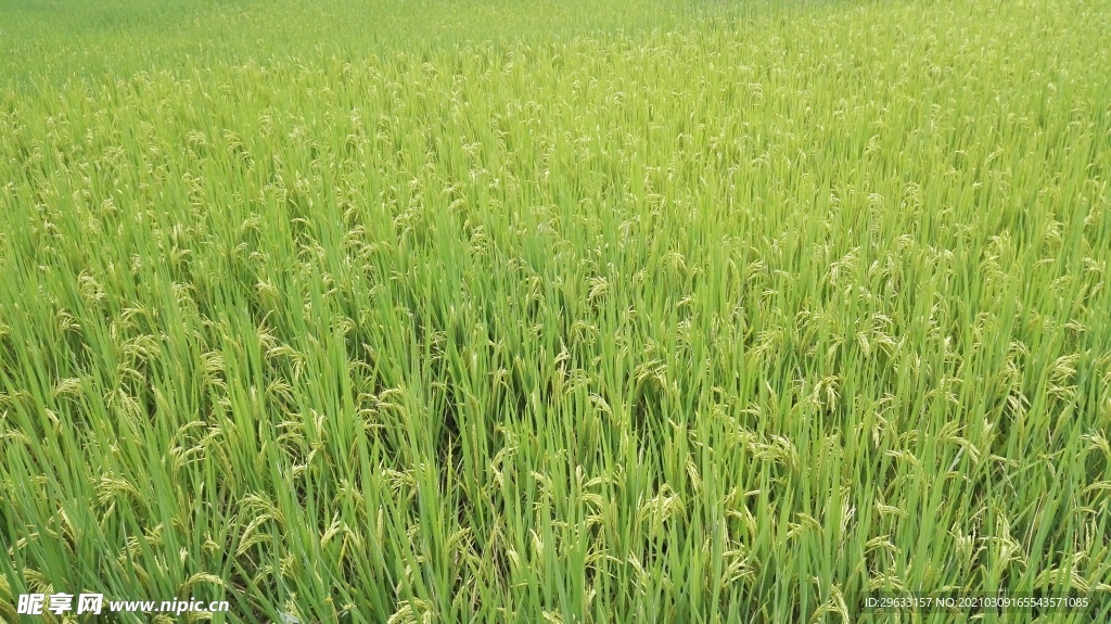 绿色稻田  屏保 养眼