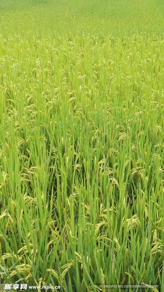 绿色 稻田 屏保 养眼
