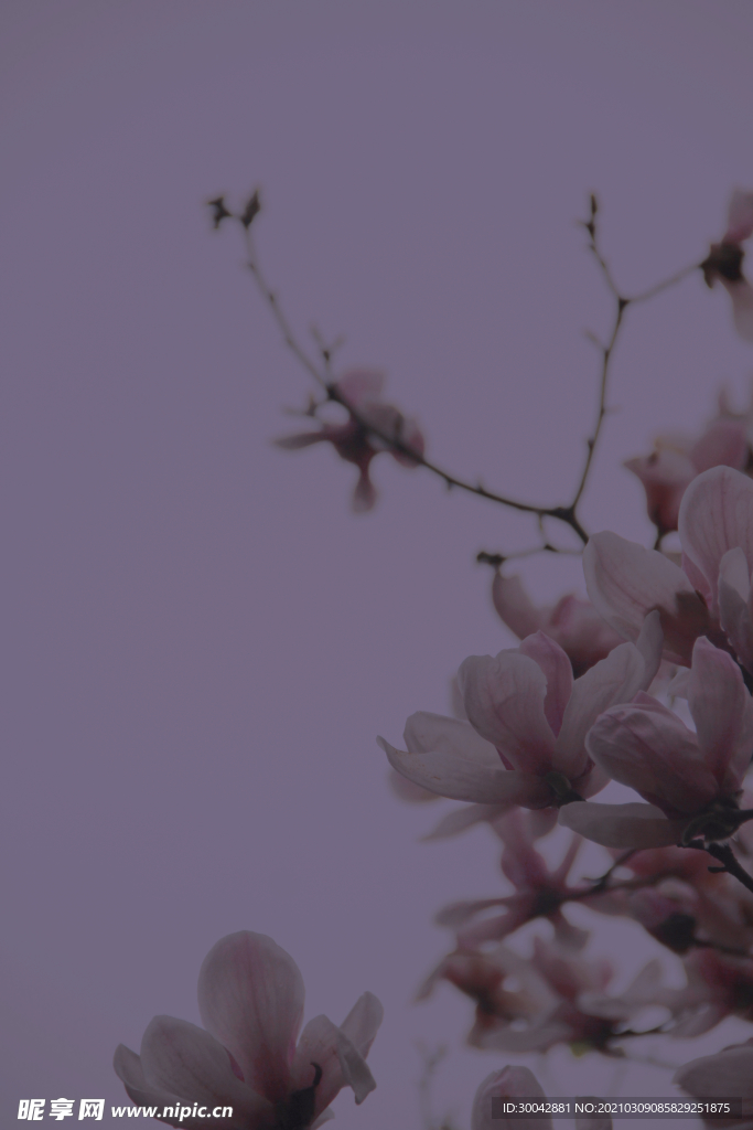 玉兰花