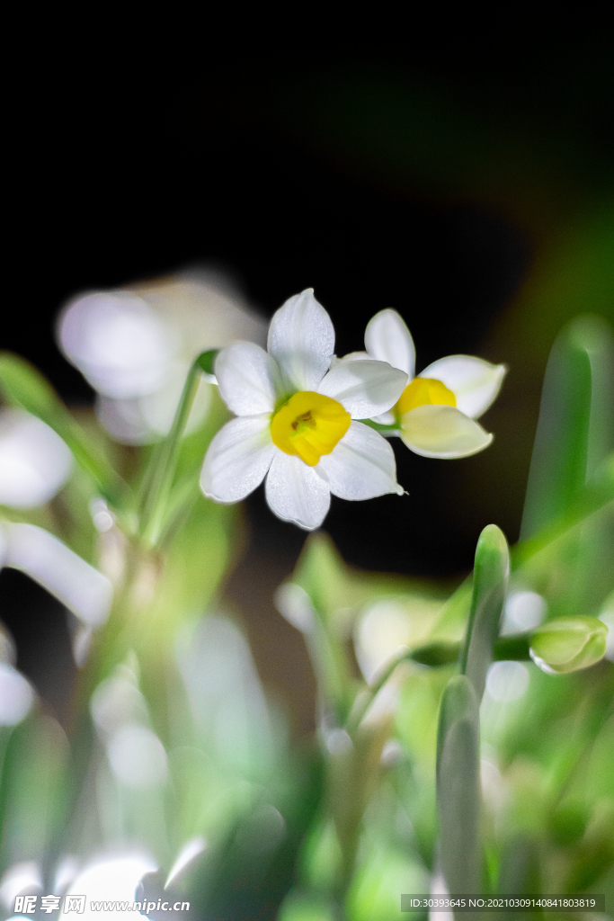 水仙花