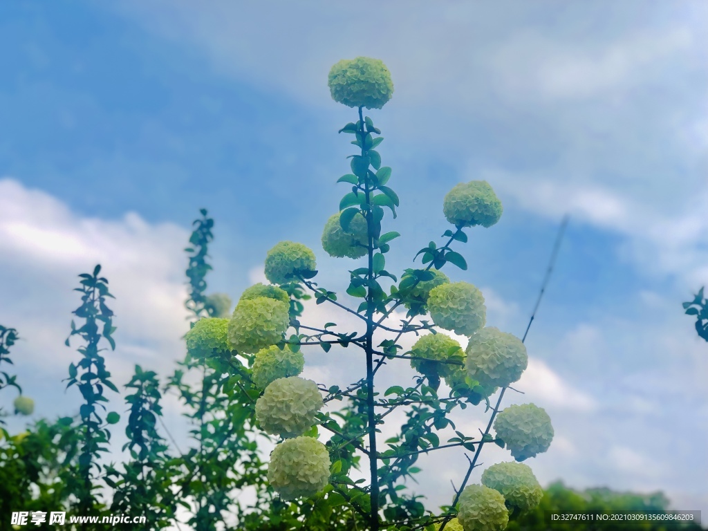 花
