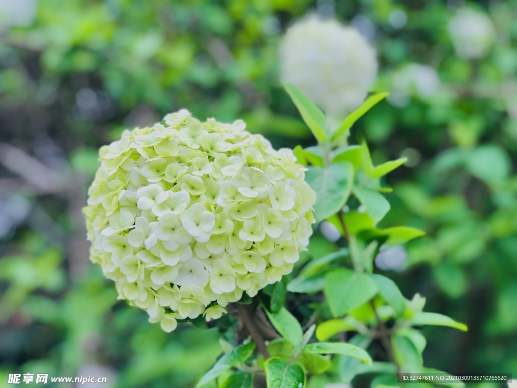 花