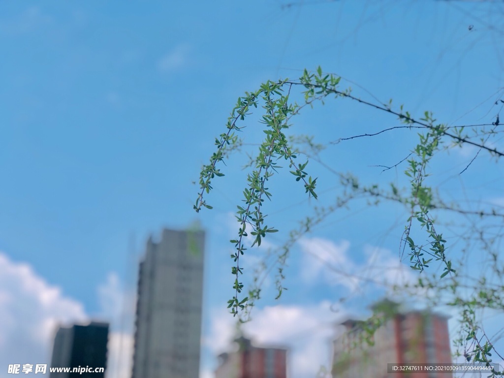 春