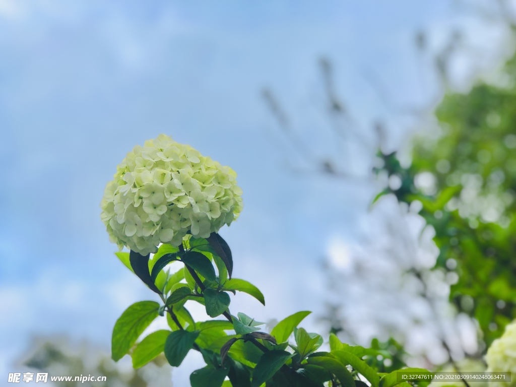 花