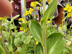 油菜花花径