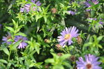 园林宿根花卉之紫菀