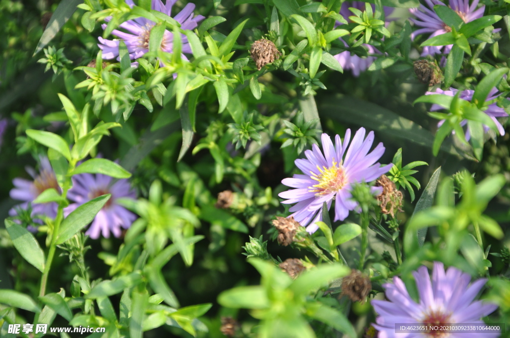 园林宿根花卉之紫菀