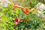 园林藤本植物之凌霄的花