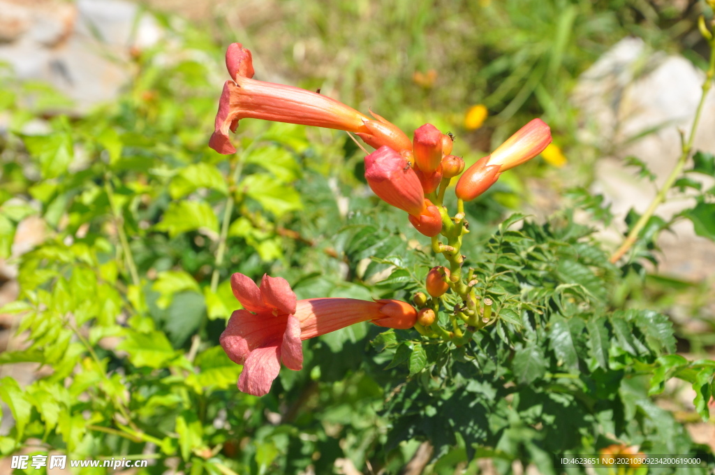 园林藤本植物之凌霄的花