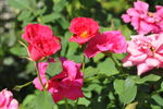 常用园林花灌木之月季花