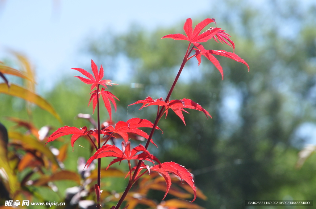 北方园林植物之红枫枝叶