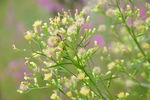 北京野生花卉之泥胡菜