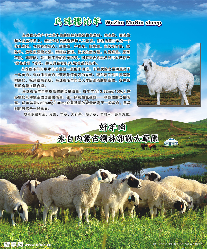 草原 羊群 乌珠穆沁羊