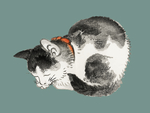 猫咪