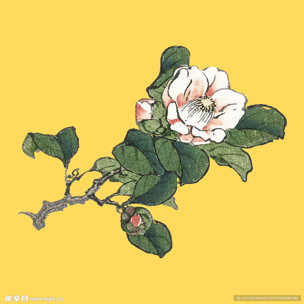 牡丹