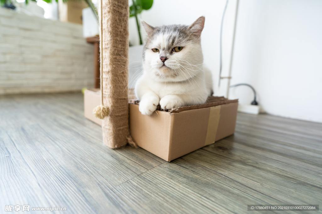 猫