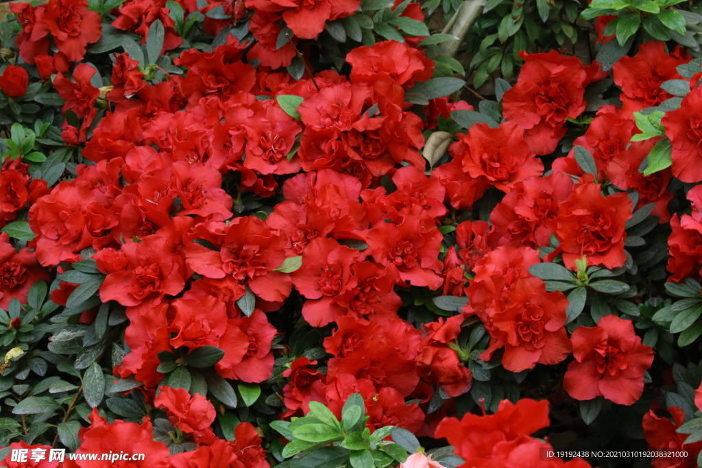 杜鹃花
