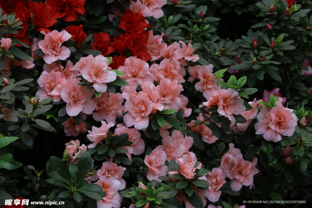杜鹃花