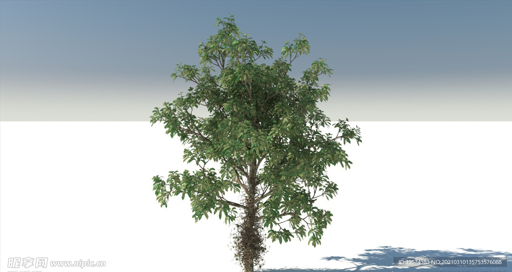 C4D模型糖胶树