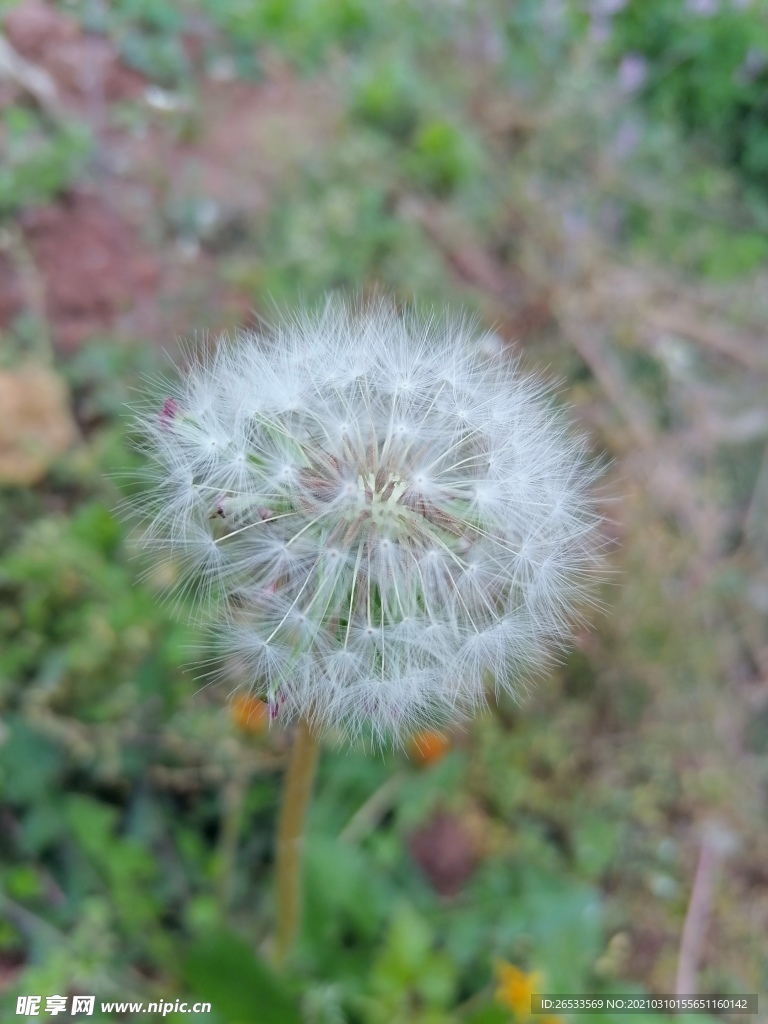 蒲公英种子 春天 自然 野外