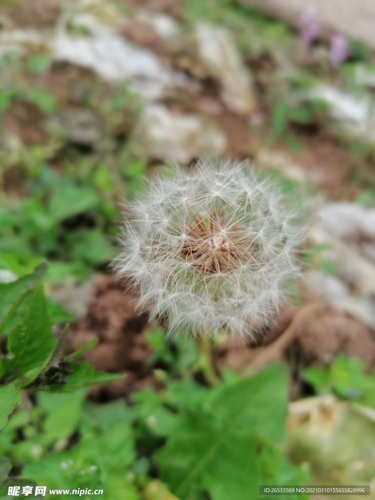 蒲公英种子 春天 自然 野外